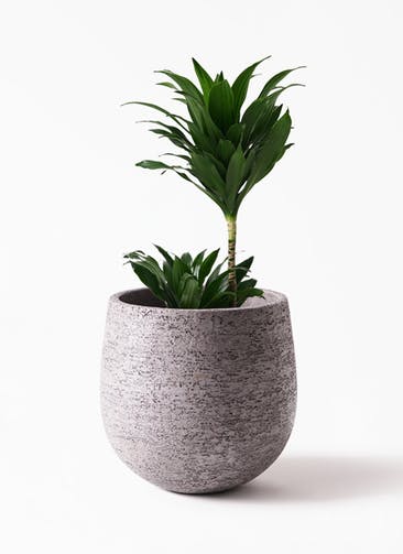 観葉植物 ドラセナ コンパクター 6号 Eco Stone（エコストーン） Gray 付き