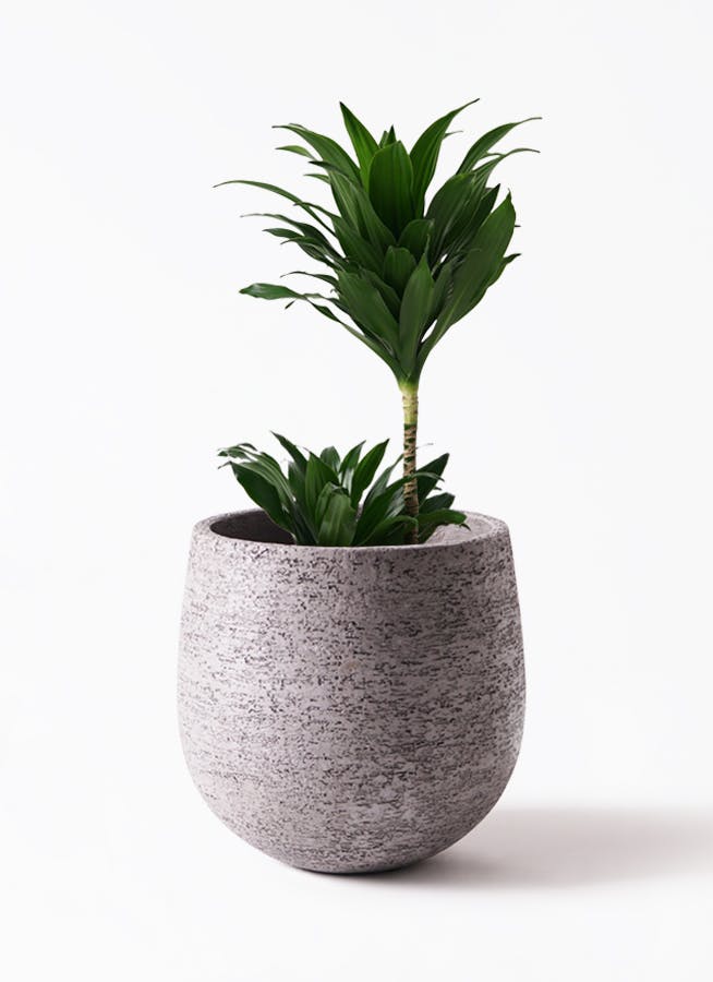 ドラセナ コンパクター 6号 | 観葉植物の通販ならHitoHana（ひとはな）