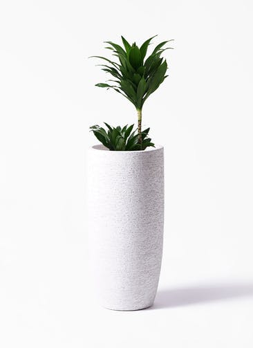 観葉植物 ドラセナ コンパクター 6号 Eco Stone（エコストーン） トールタイプ white 付き