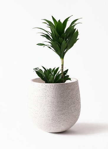 観葉植物 ドラセナ コンパクター 6号 Eco Stone（エコストーン） white 付き