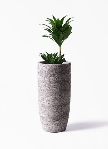 観葉植物 ドラセナ コンパクター 6号 Eco Stone（エコストーン） トールタイプ Gray 付き