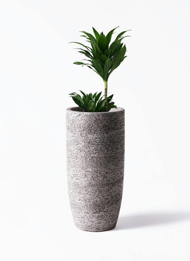 観葉植物 ドラセナ コンパクター 6号 Eco Stone（エコストーン
