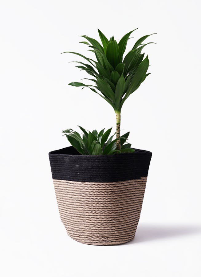 ドラセナ コンパクター | 観葉植物通販HitoHana(ひとはな)