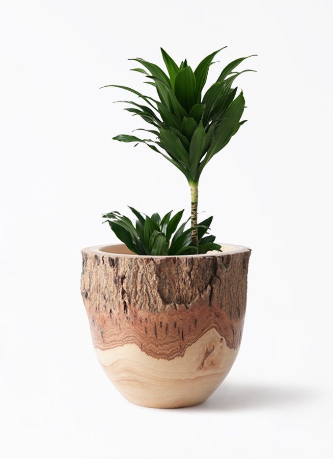 ドラセナ コンパクター 6号 | 観葉植物の通販ならHitoHana（ひとはな）