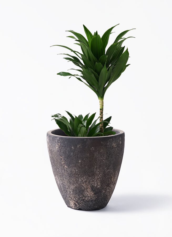 【観葉植物】ドラセナコンパクター 　受皿付 観葉植物：ドラセナ コンパクタ シュエット鉢植え 受皿付*大型ヤマト便