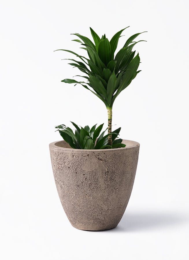 ドラセナ コンパクター | 観葉植物通販HitoHana(ひとはな)