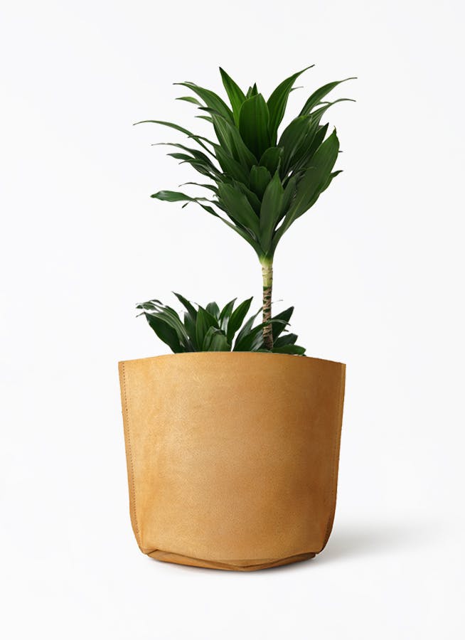 ドラセナ コンパクター 6号 | 観葉植物の通販ならHitoHana（ひとはな）