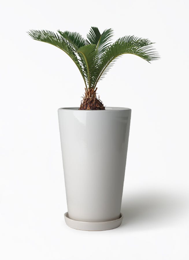 ソテツ | 観葉植物の通販ならHitoHana（ひとはな）