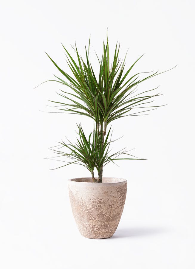 ドラセナ　　3頭 ドラセナ 6号 | 観葉植物の通販ならHitoHana（ひとはな）