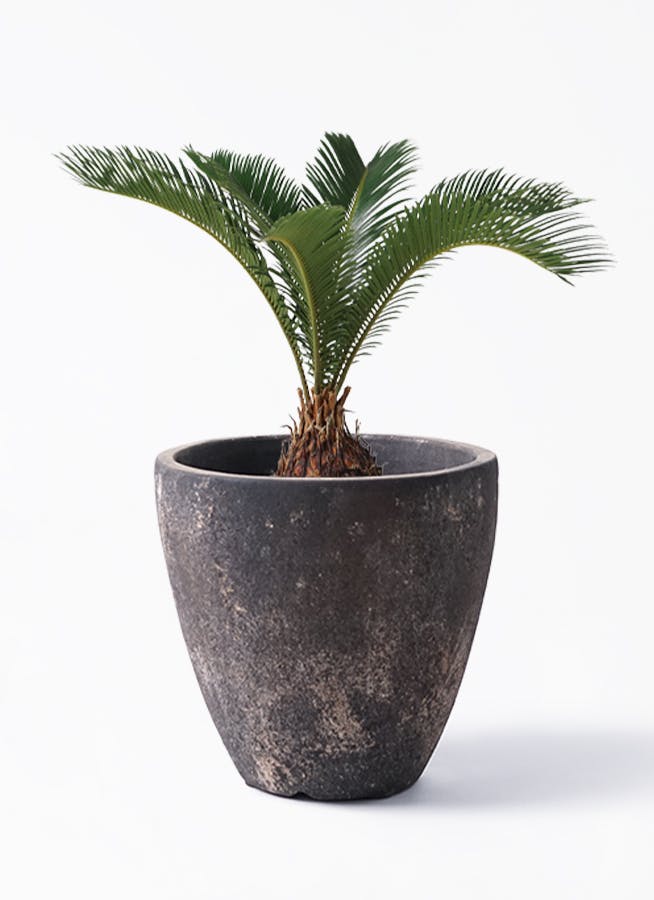 ソテツ 6号 | 観葉植物 | インテリアやギフトに - Hitohana（ひとはな）
