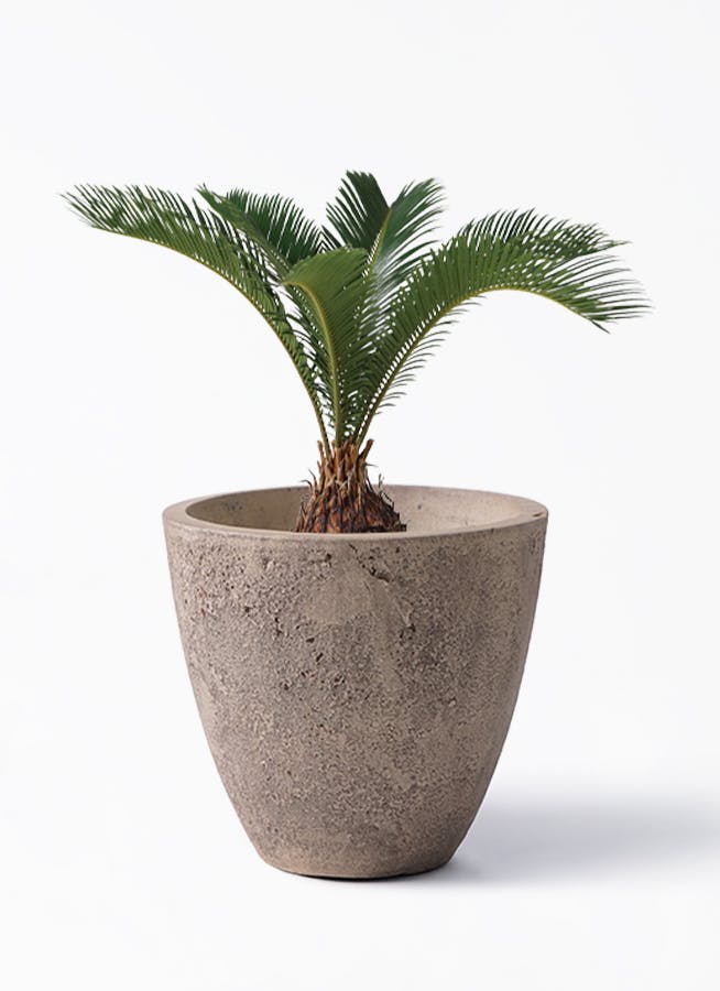 ソテツ 6号 | 観葉植物 | インテリアやギフトに - Hitohana（ひとはな）