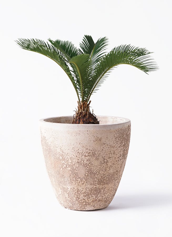 ソテツ 6号 | 観葉植物 | インテリアやギフトに - Hitohana