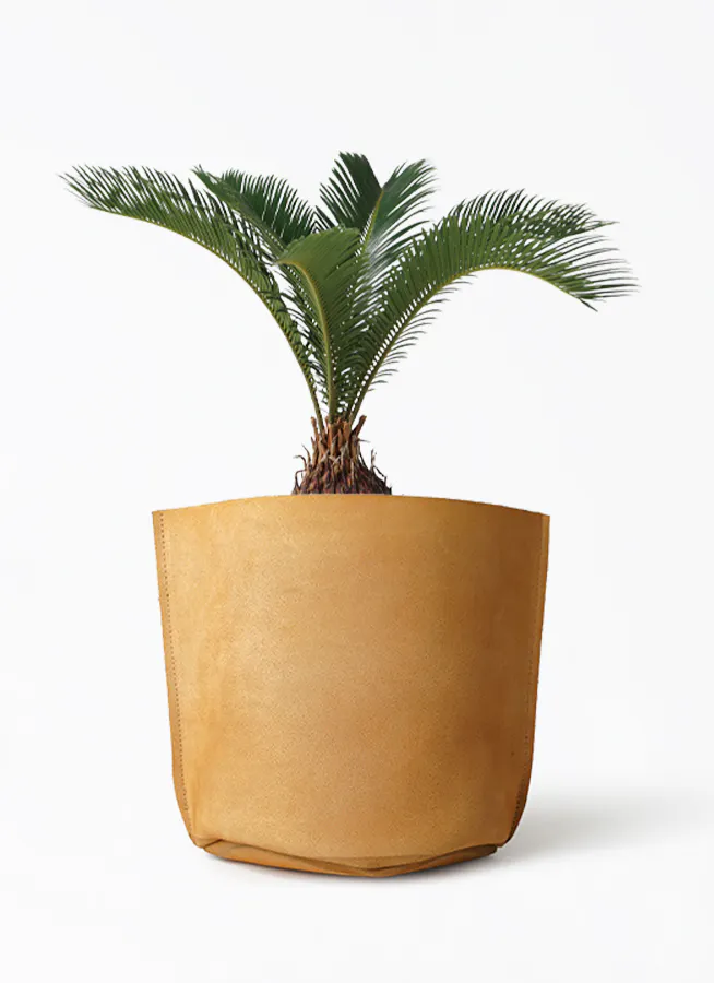 ソテツ 6号 | 観葉植物 | インテリアやギフトに - Hitohana（ひとはな）