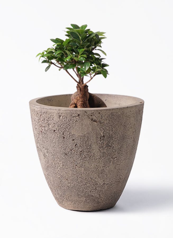 ガジュマル 6号 | 観葉植物 | インテリアやギフトに - Hitohana