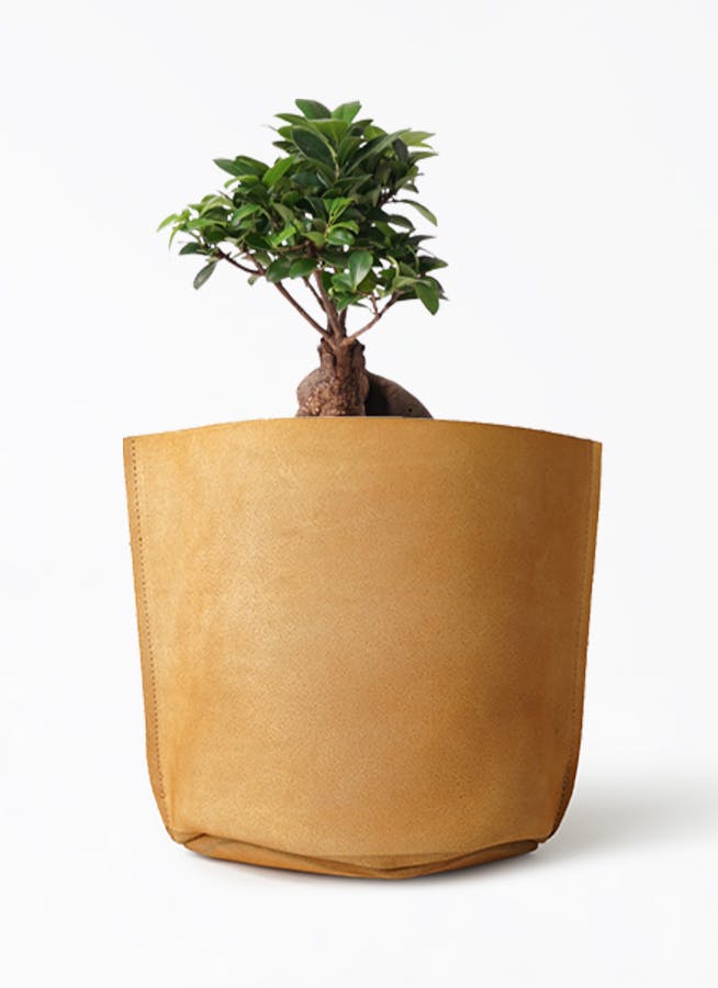 ガジュマル 6号 | 観葉植物 | インテリアやギフトに - Hitohana（ひと