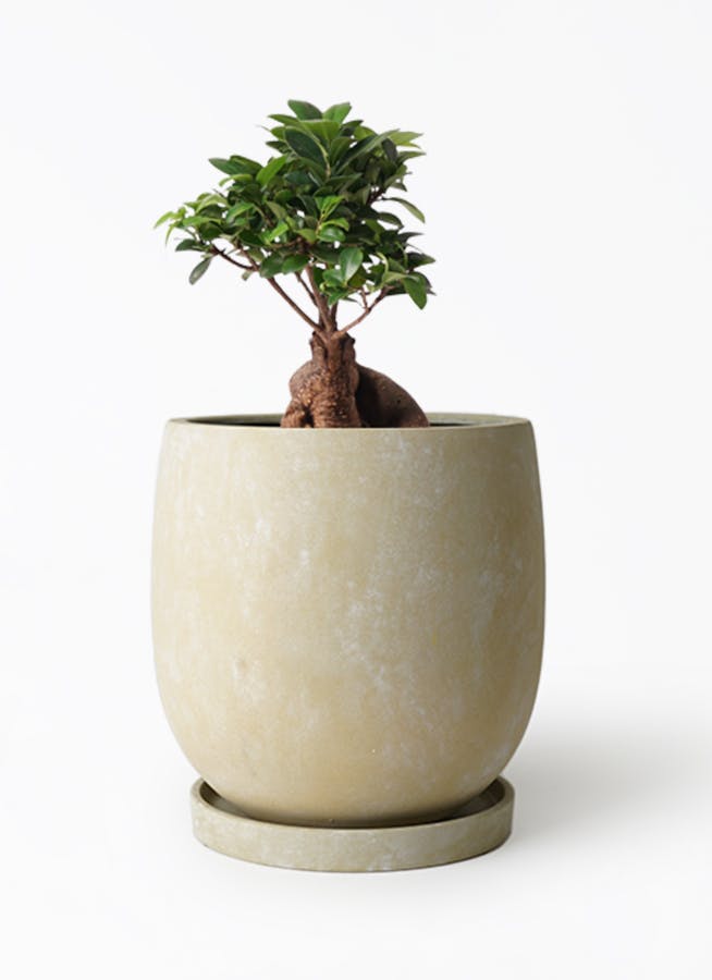 ガジュマル 6号 | 観葉植物 | インテリアやギフトに - Hitohana（ひと