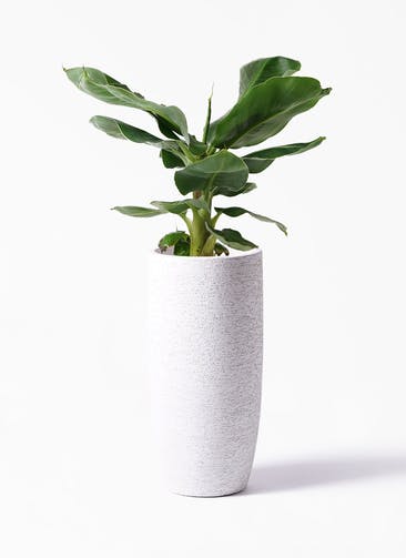 観葉植物 三尺バナナ 6号 Eco Stone（エコストーン） トールタイプ white 付き