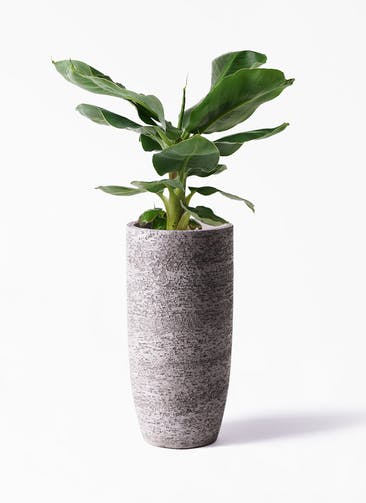 観葉植物 三尺バナナ 6号 Eco Stone（エコストーン） トールタイプ Gray 付き