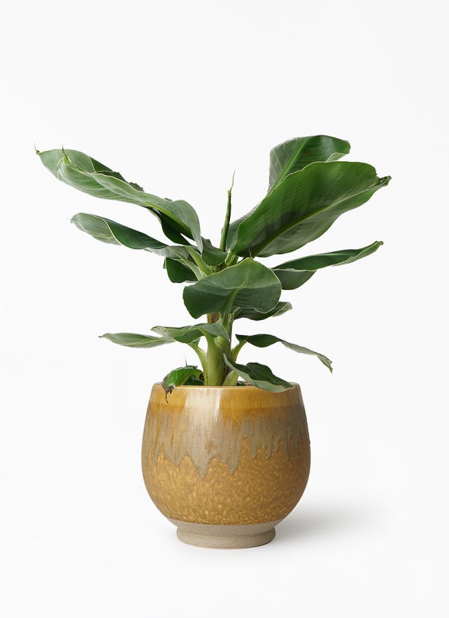 観葉植物 三尺バナナ 6号 スオマ Y 付き 観葉植物ならhitohana ひとはな