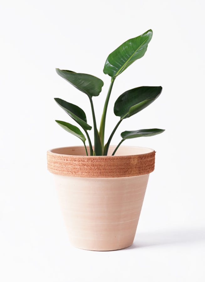 オーガスタ 6号 | 観葉植物の通販ならHitoHana