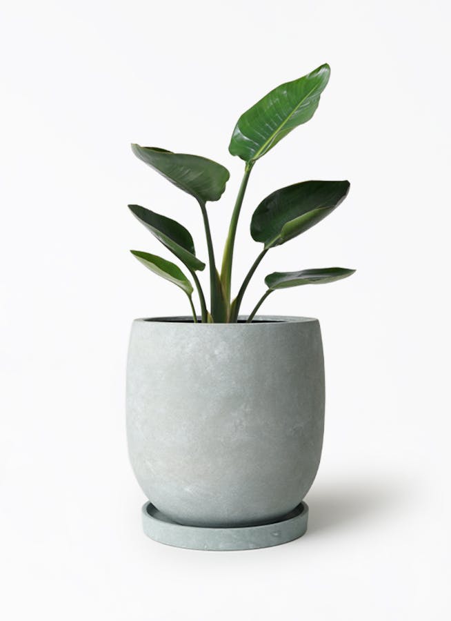 オーガスタ | 観葉植物の通販ならHitoHana（ひとはな）