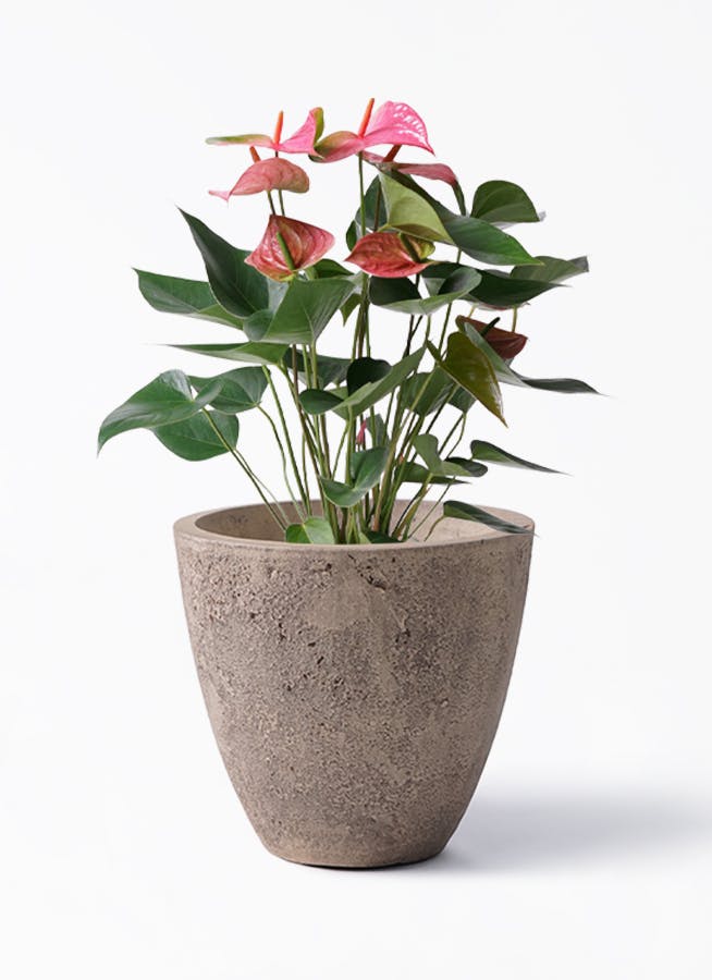 アンスリウム 6号 | 観葉植物 | 送料無料でお届け - Hitohana（ひとはな）