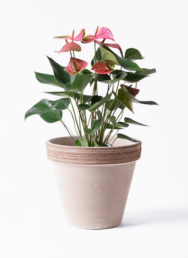 アンスリウム 6号 | 観葉植物 | 送料無料でお届け - Hitohana（ひとはな）