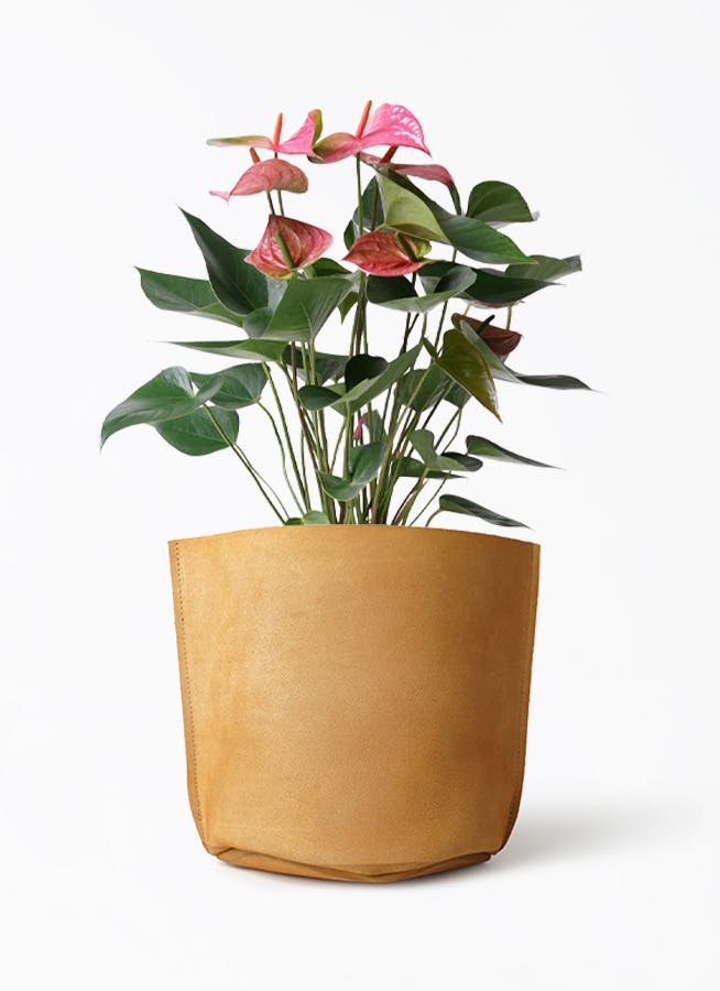 アンスリウム 6号 | 観葉植物 | 送料無料でお届け - Hitohana（ひとはな）