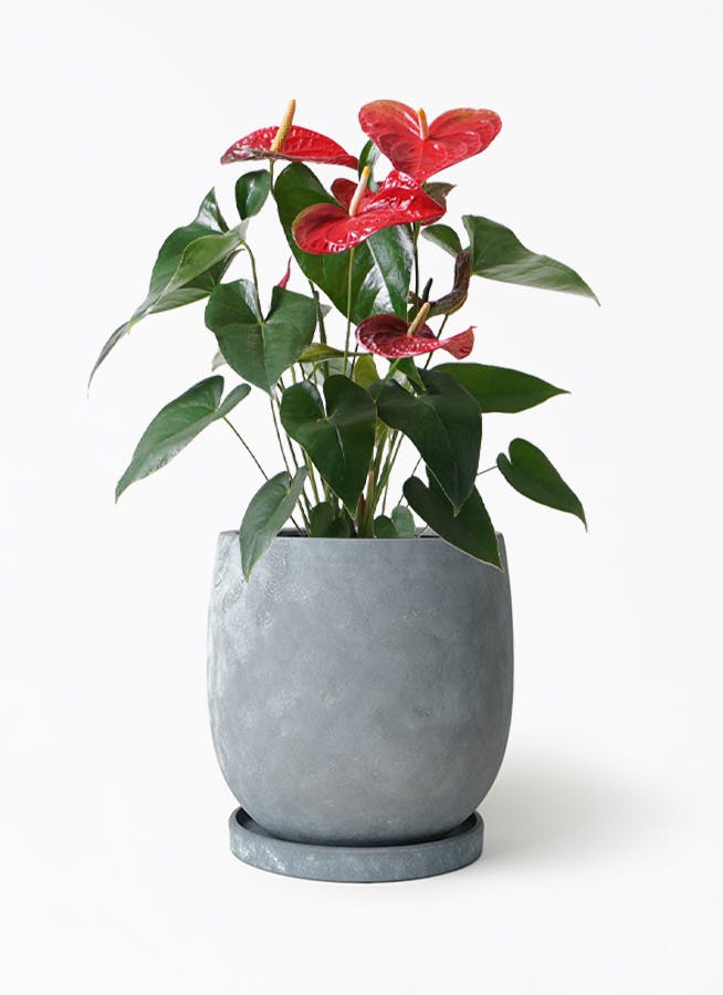 アンスリウム 6号 | 観葉植物 | 送料無料でお届け - Hitohana