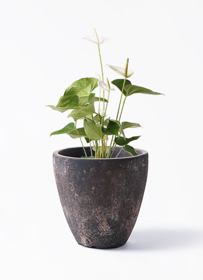 鉢カバー 黒・ブラック 6号 | 観葉植物の鉢ならHitoHana
