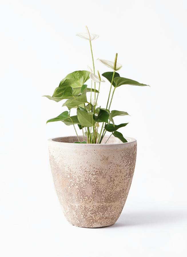 アンスリウム 6号 | 観葉植物 | 送料無料でお届け - Hitohana（ひとはな）