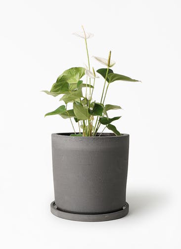 観葉植物 アンスリウム 6号 ホワイト ストーンウェア セラミック シリンダーポット Black 付き