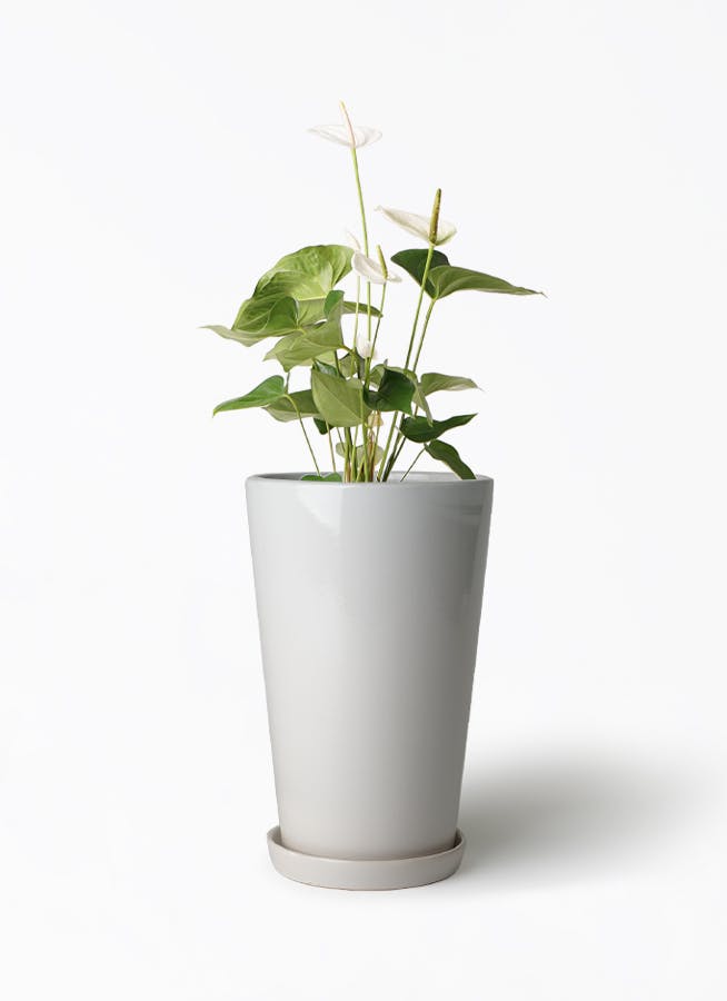 アンスリウム 6号 | 観葉植物 | 送料無料でお届け - Hitohana（ひとはな）