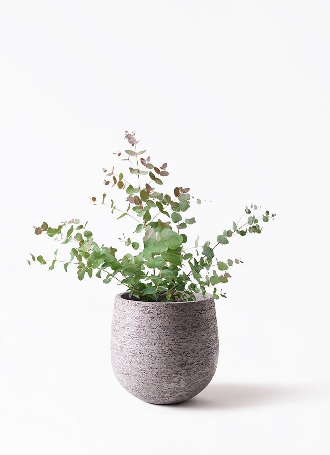 ユーカリ 6号 | 通販専門店 HitoHana（ひとはな）