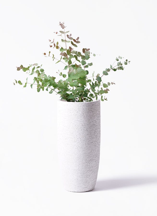 ユーカリ 6号 | 観葉植物 | インテリアやギフトに - Hitohana（ひとはな）