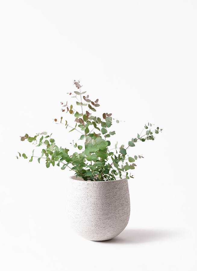 ユーカリ 6号 | 通販専門店 HitoHana（ひとはな）