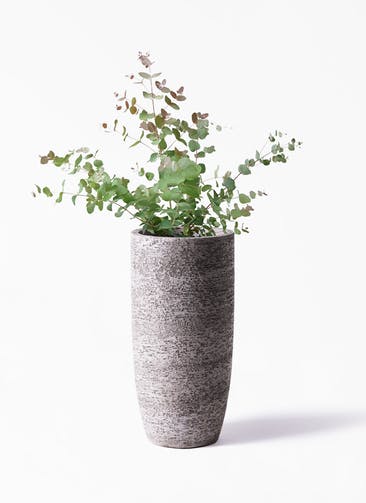 観葉植物 ユーカリ 6号 グニー ボサ造り Eco Stone（エコストーン） トールタイプ Gray 付き