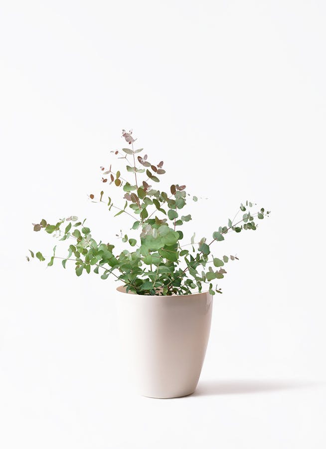 ユーカリ 6号 | 通販専門店 HitoHana（ひとはな）