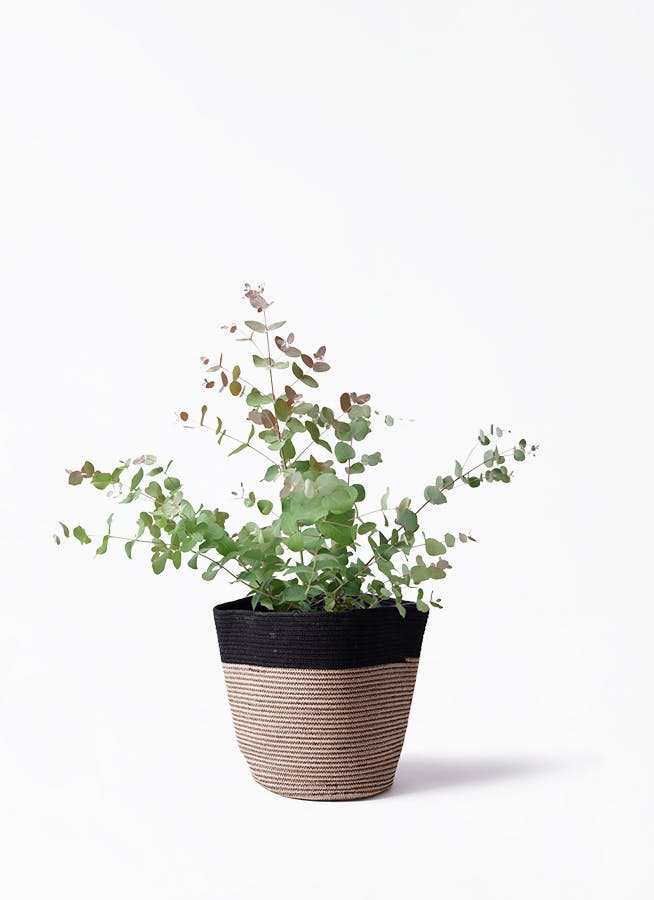 【パールリボン】ポポラス、グニー高さ150㎝前後 スモーキーホワイト パールリボン様専用】ポポラス、グニー高さ150㎝前後 スモーキー