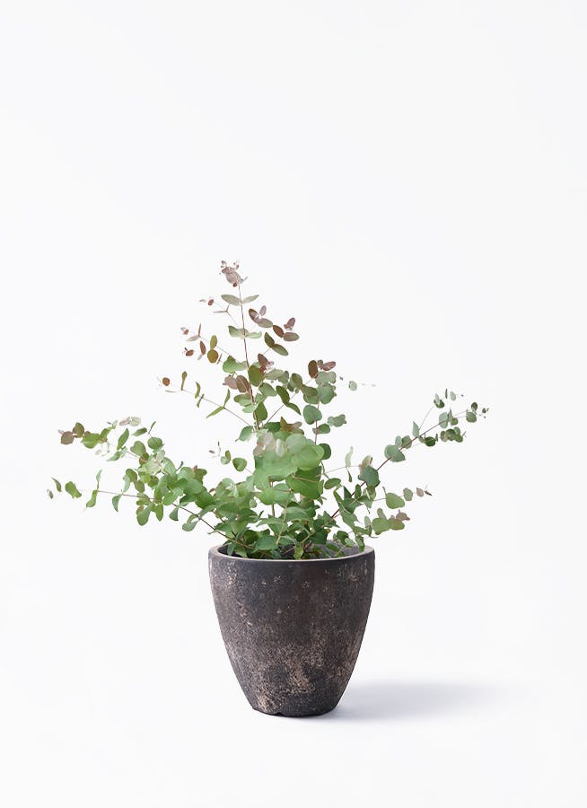 ユーカリ | 観葉植物の通販ならHitoHana（ひとはな）