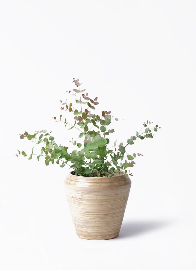 ユーカリ グニー | 観葉植物 | インテリアやギフトに - Hitohana（ひと