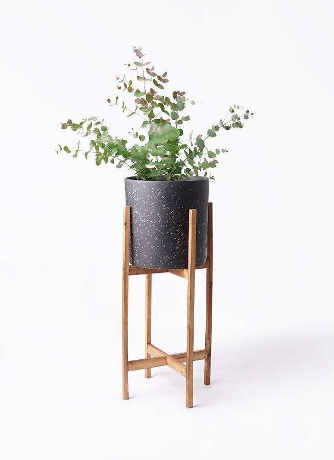 ユーカリ 6号 | 観葉植物 | インテリアやギフトに - Hitohana（ひとはな）