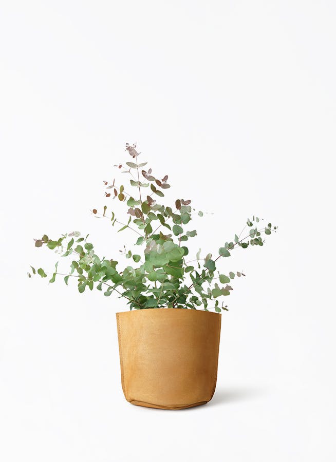 ユーカリ グニー | 観葉植物 | インテリアやギフトに - Hitohana（ひと