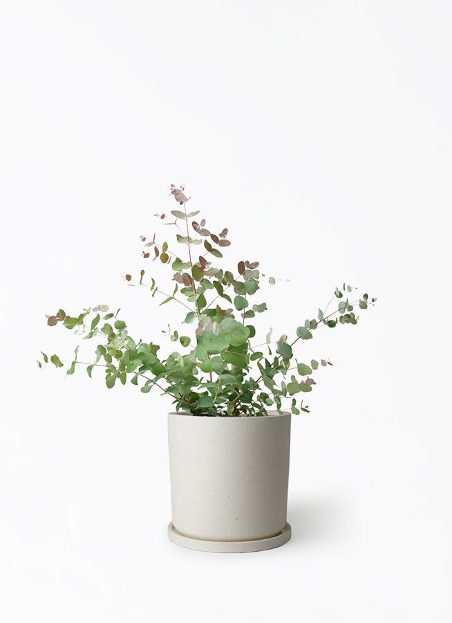 ユーカリ グニー | 観葉植物 | インテリアやギフトに - Hitohana（ひと