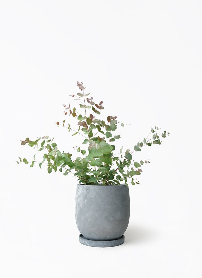 ユーカリ グニー | 観葉植物 | インテリアやギフトに - Hitohana（ひと