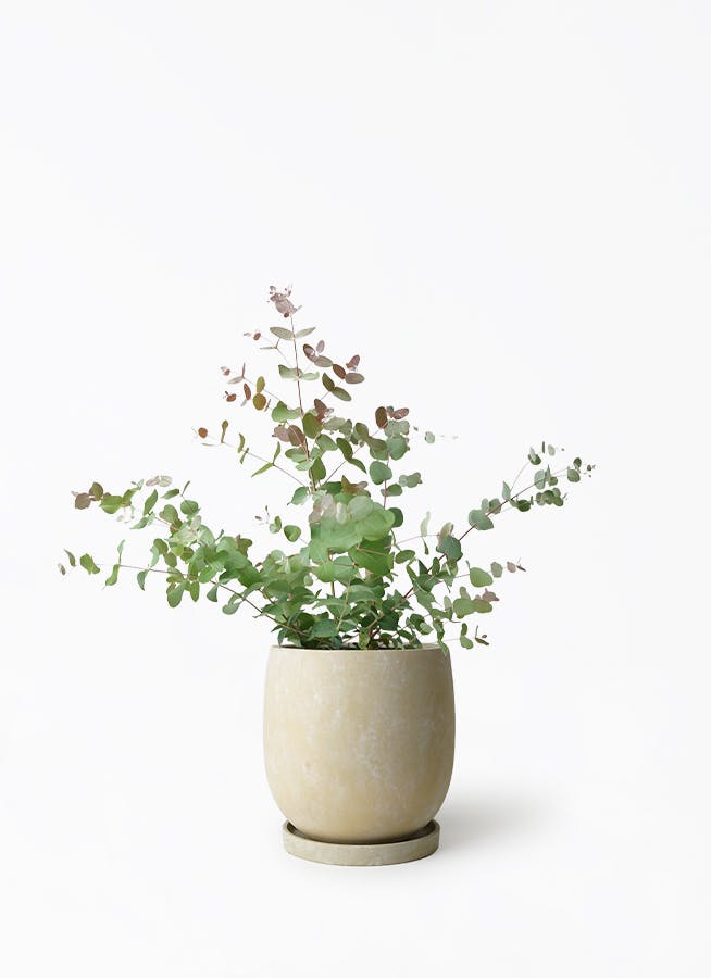 ユーカリ グニー | 観葉植物 | インテリアやギフトに - Hitohana（ひと