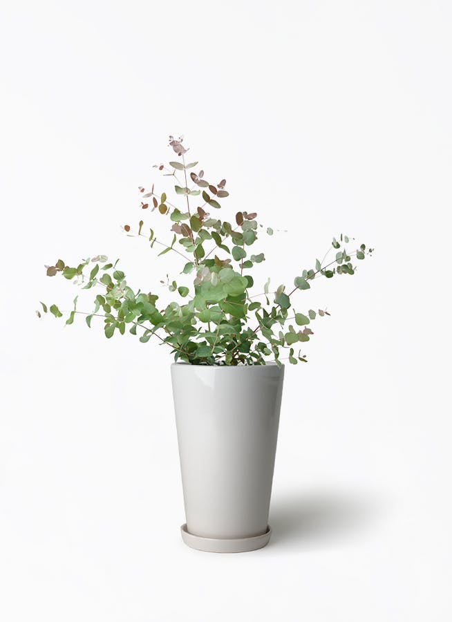 観葉植物 ユーカリ 6号 グニー ボサ造り ラウンド 付き | 観葉植物なら