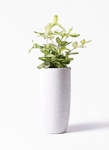 観葉植物 ドラセナ ゴッドセフィアーナ 6号 Eco Stone（エコストーン） トールタイプ white 付き