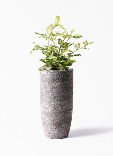 観葉植物 ドラセナ ゴッドセフィアーナ 6号 Eco Stone（エコストーン） トールタイプ Gray 付き