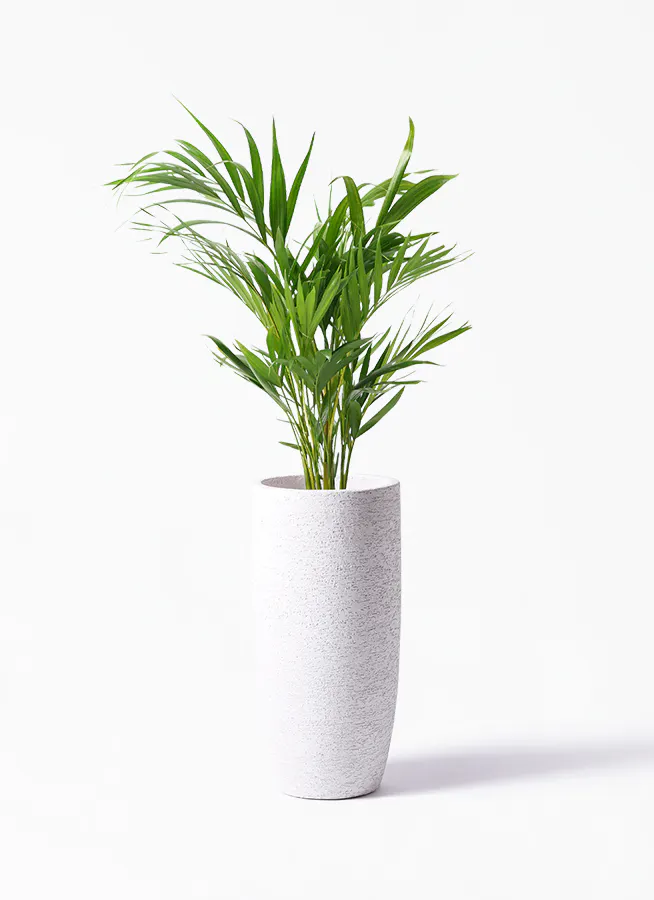 観葉植物 アレカヤシ 6号 Eco Stone エコストーン トールタイプ White 付き 観葉植物ならhitohana ひとはな